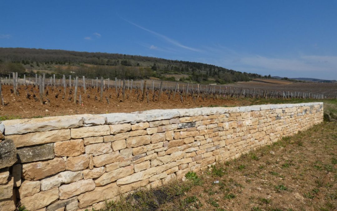 Restauration d&rsquo;un mur de soutènement à Chassagne-Montrachet (21)