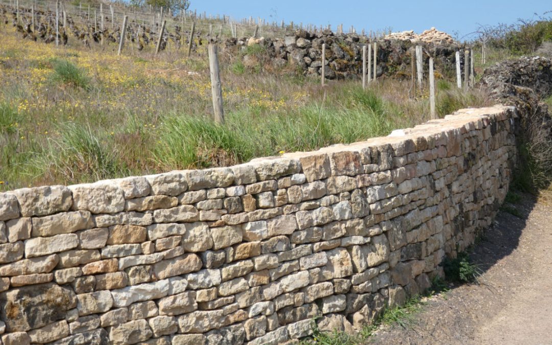 Restauration d&rsquo;un mur de soutènement à Pommard (21)